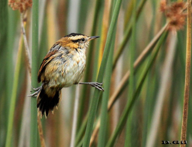 JUNQUERO (Phleocryptes melanops) - Laguna del Diario-MALDONADO (Enero 2010)